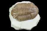 Inflated Asaphus Cornutus Trilobite - Russia #99244-1